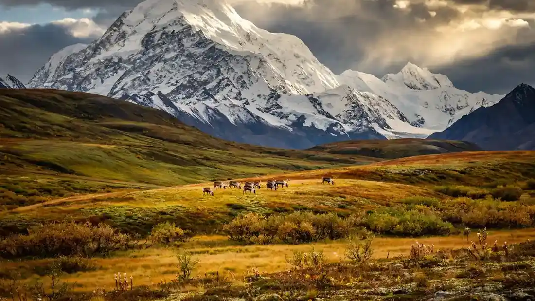 Denali mountain rising above Alaskan tundra with caribou