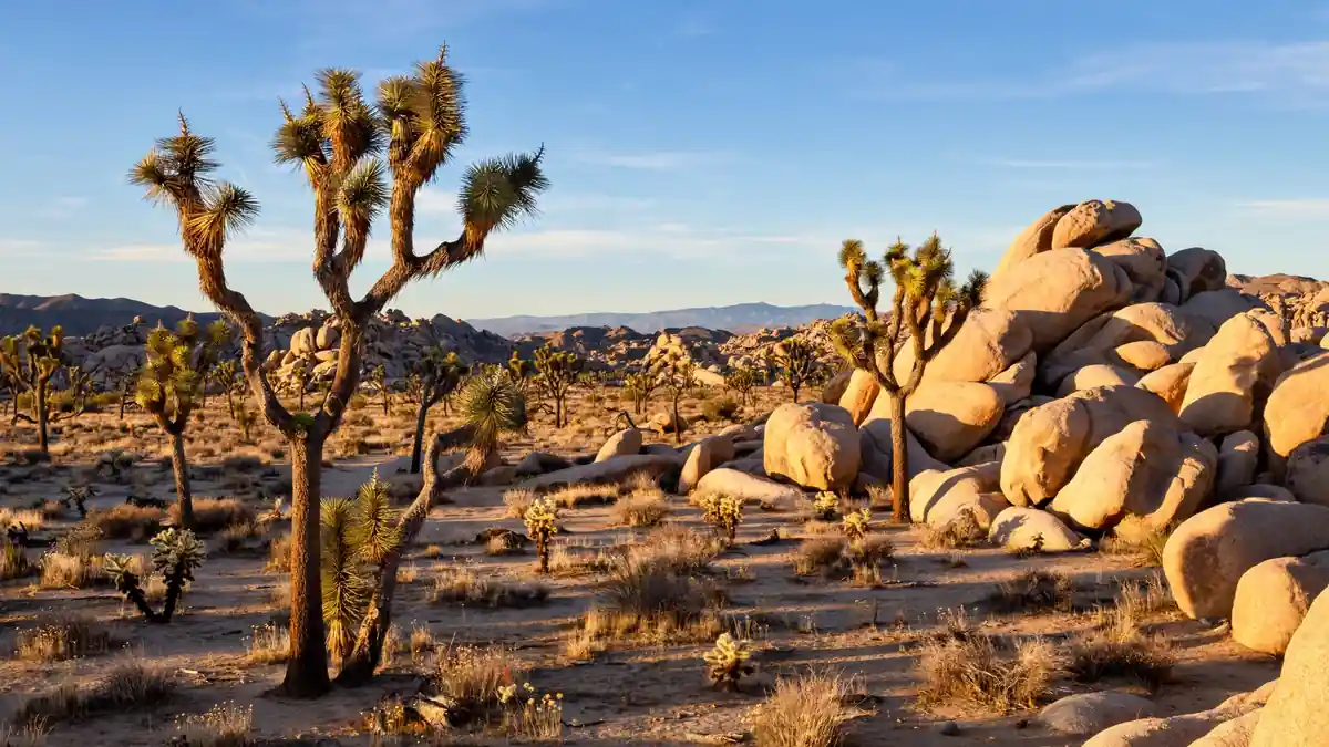 Joshua trees and boulder rock piles in Joshua Tree National Park at golden hour